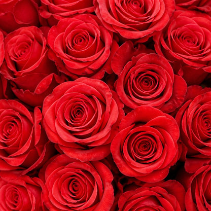 Red Rose Bullhorn Double Arch Set