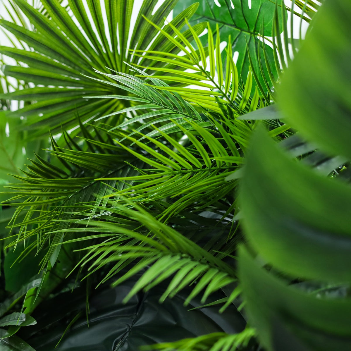 Monstera Rainforest Background
