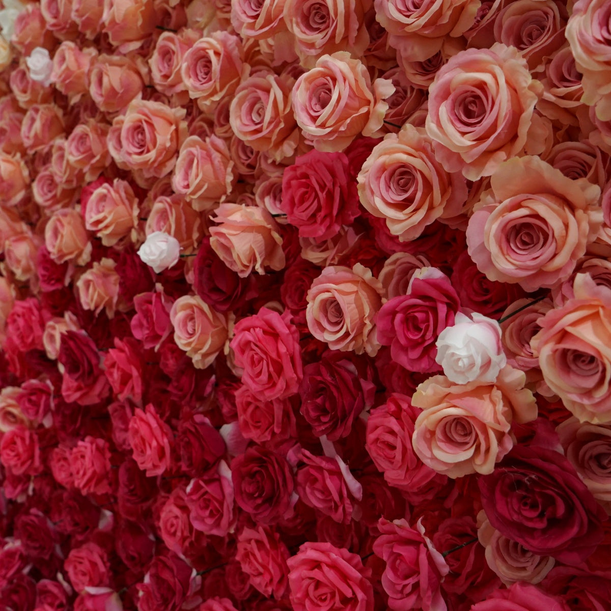 Red and White Rose Gradient Flower Walls