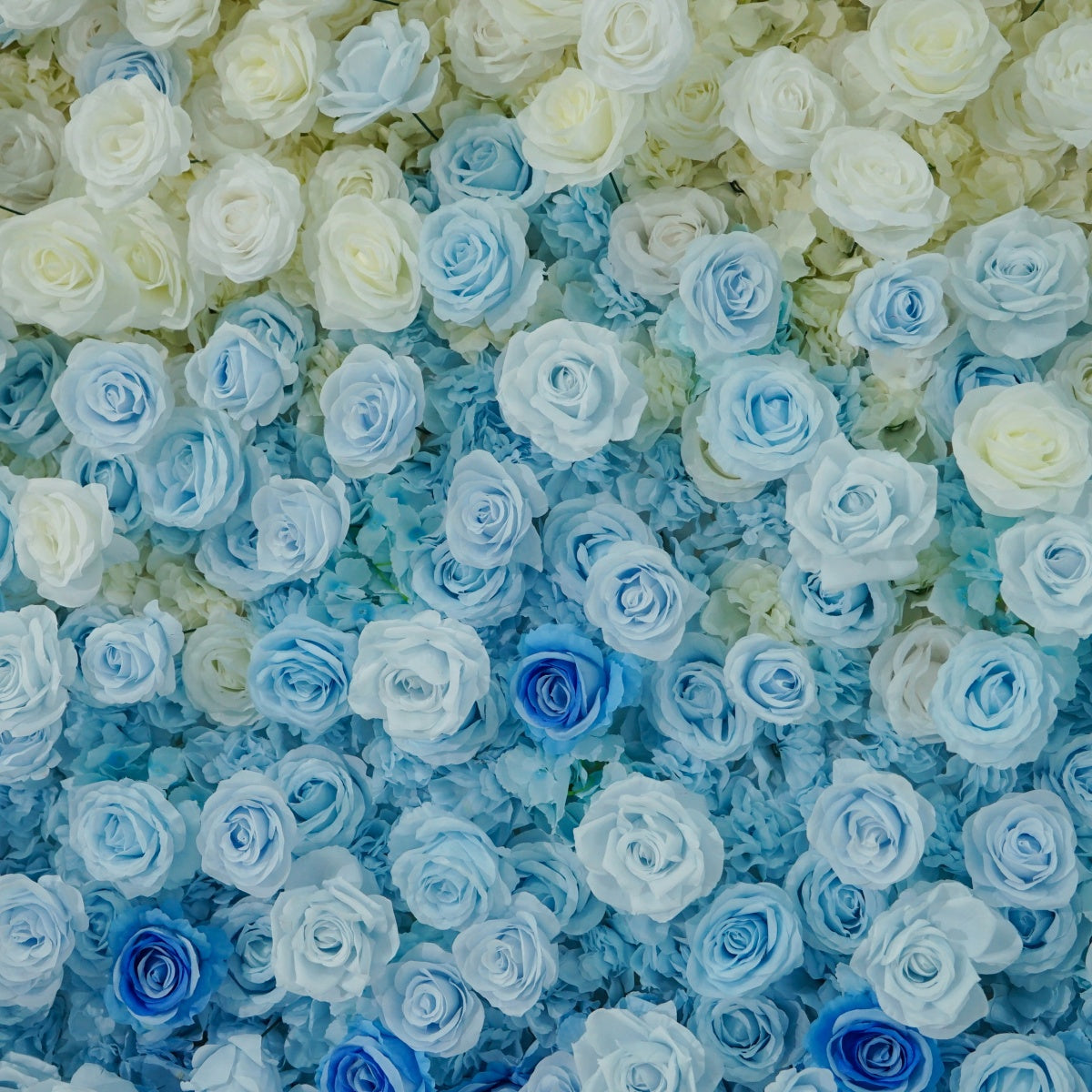 Blue and White Gradient Rose Walls