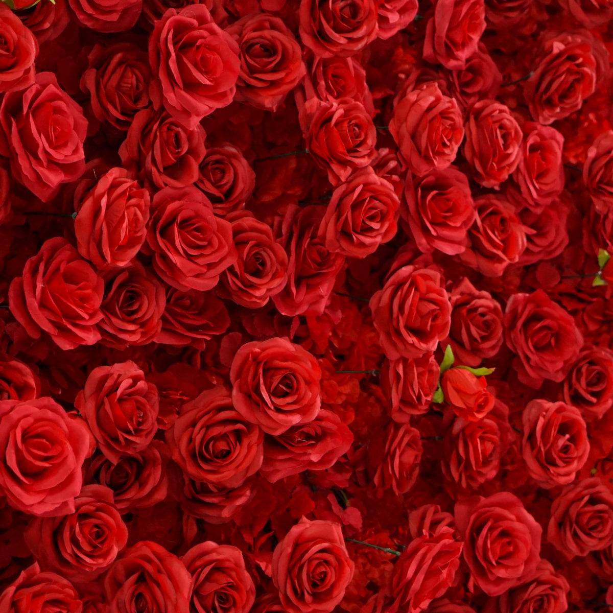 All Red Rose Flower Walls