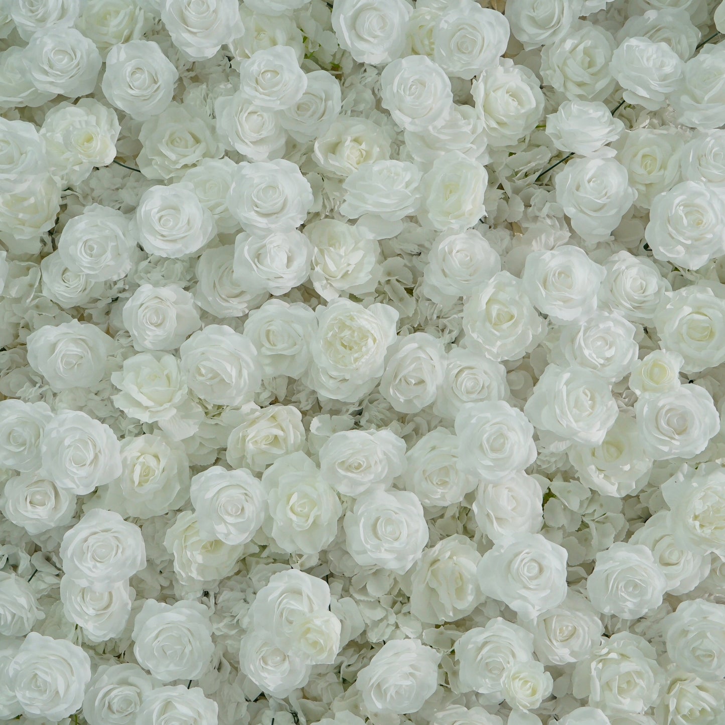 All White Rose Flower Walls
