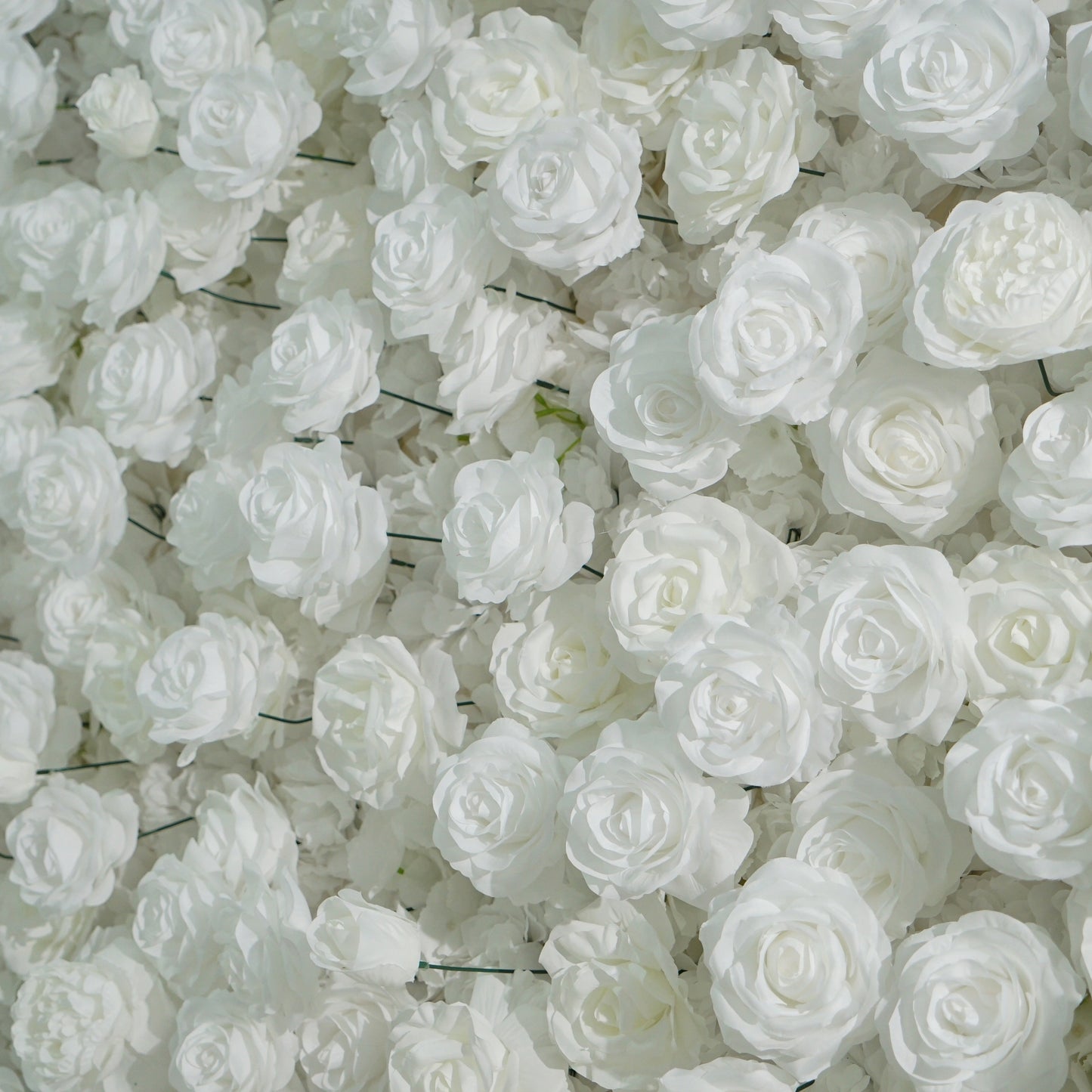 All White Rose Flower Walls